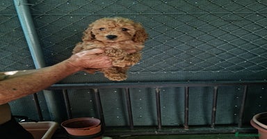 Caniche Toy perros - Anuncio 9