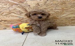 Caniche Toy perros en venta: Caniches toy - Imagen 2
