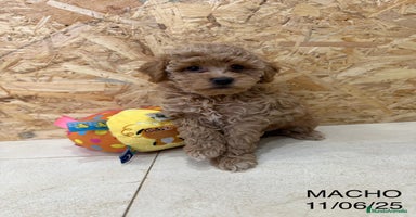 Caniche Toy perros - Propaganda 11
