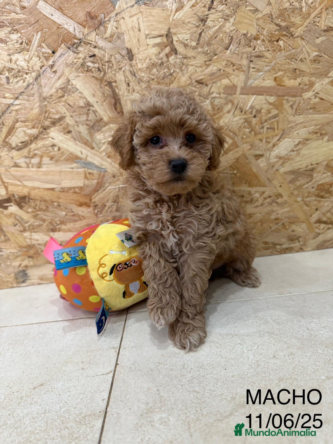 Caniche Toy perros en venta: Caniches toy - Imagen 2