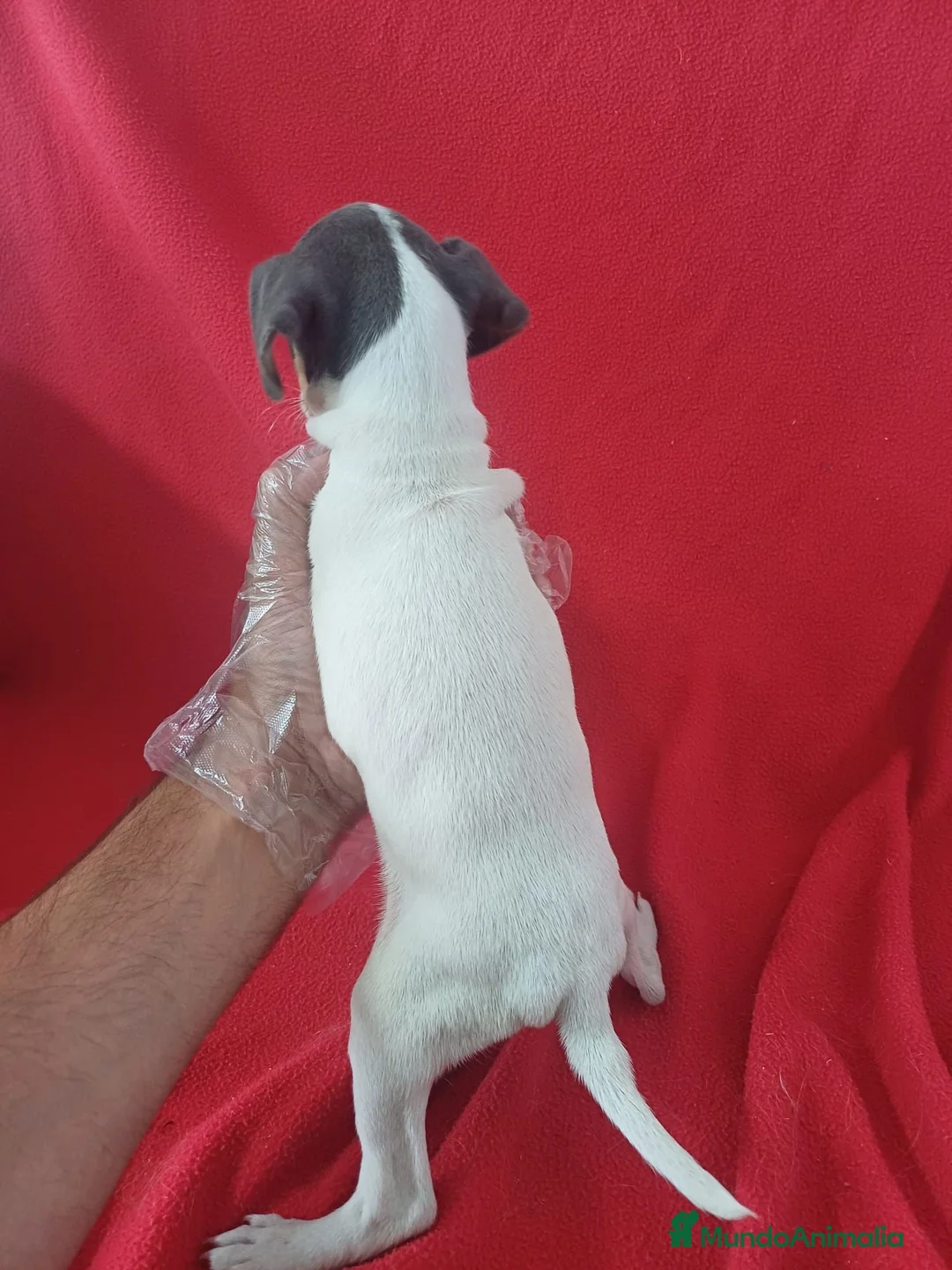 Ratonero Bodeguero Andaluz perros en venta: Bodeguero Andaluz Blue - Anuncio 4