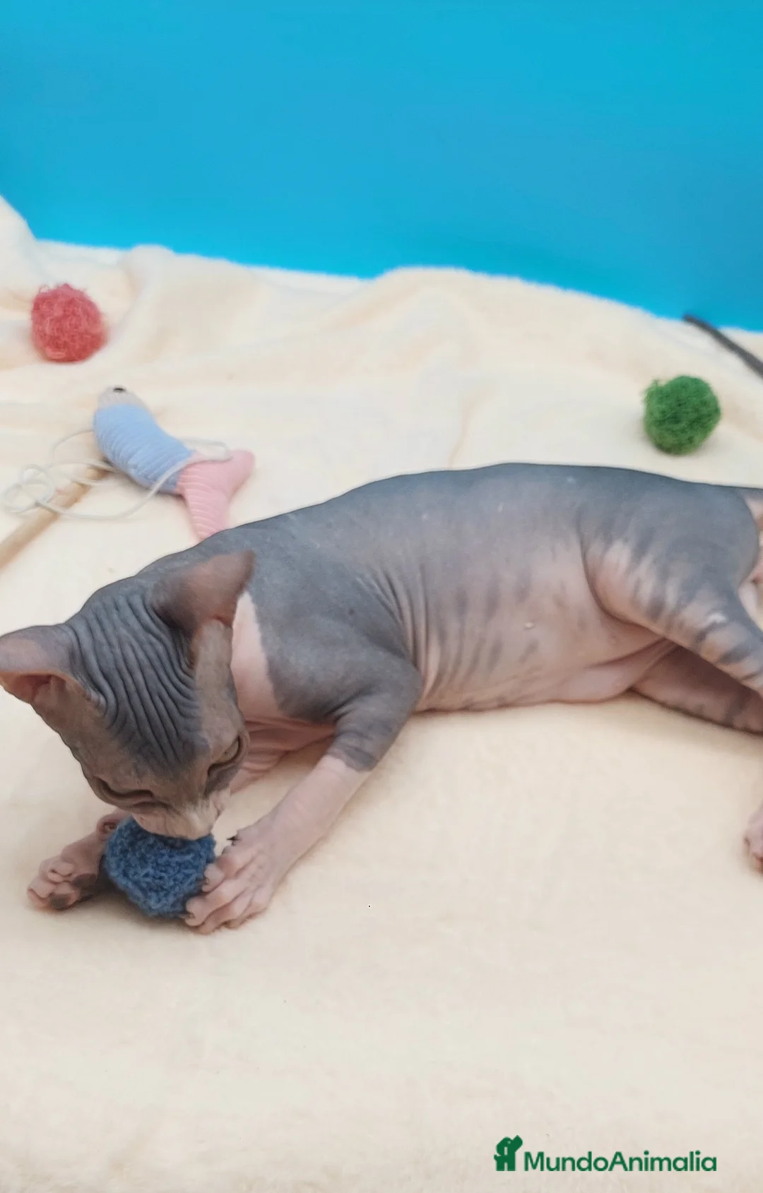 Sphynx gatos en venta: Precioso machito bicolor tabby  - Anuncio 13