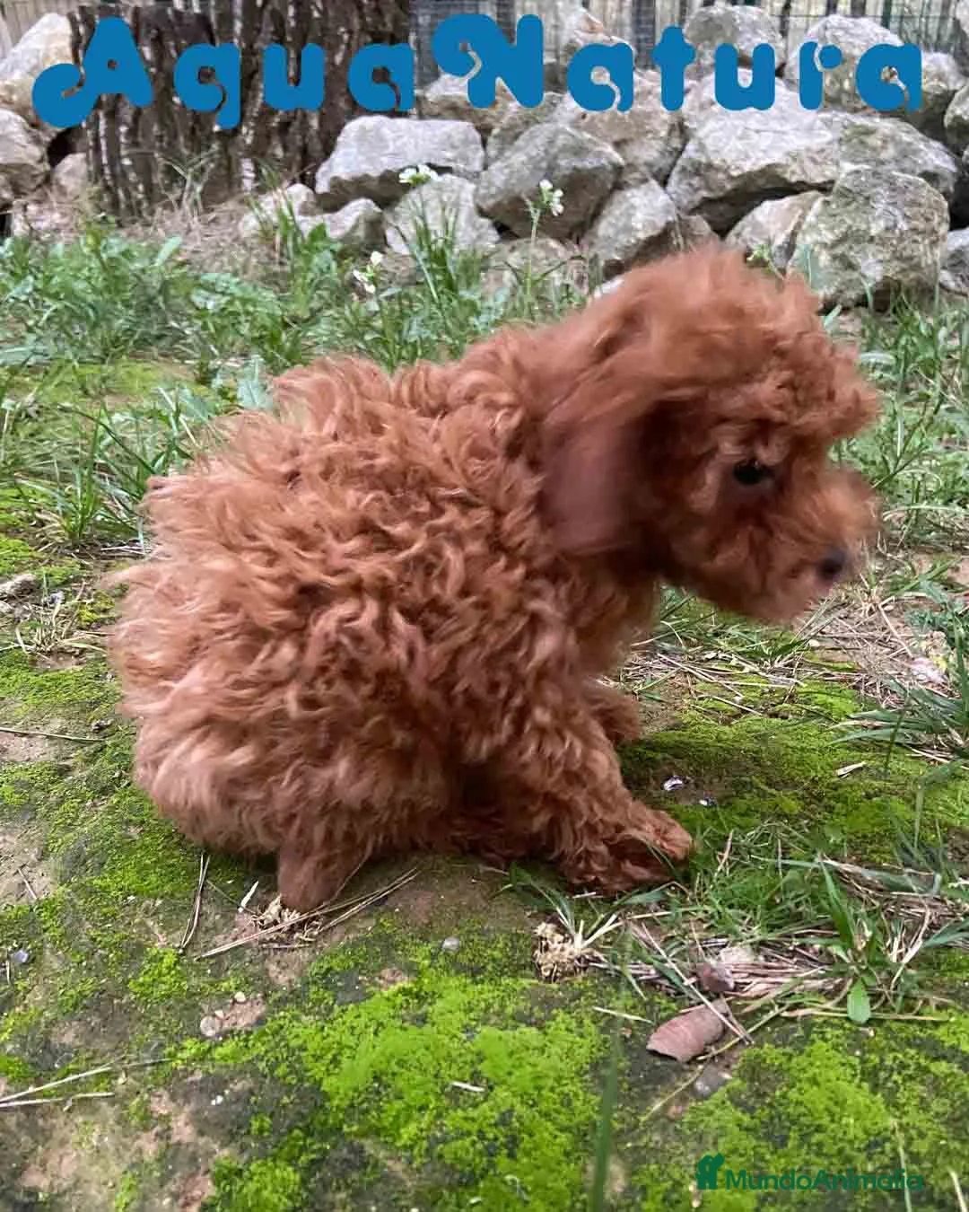 Caniche Enano perros en venta: Caniche Hembra de Bella y Can 2024 AQUANATURA - Anuncio 6