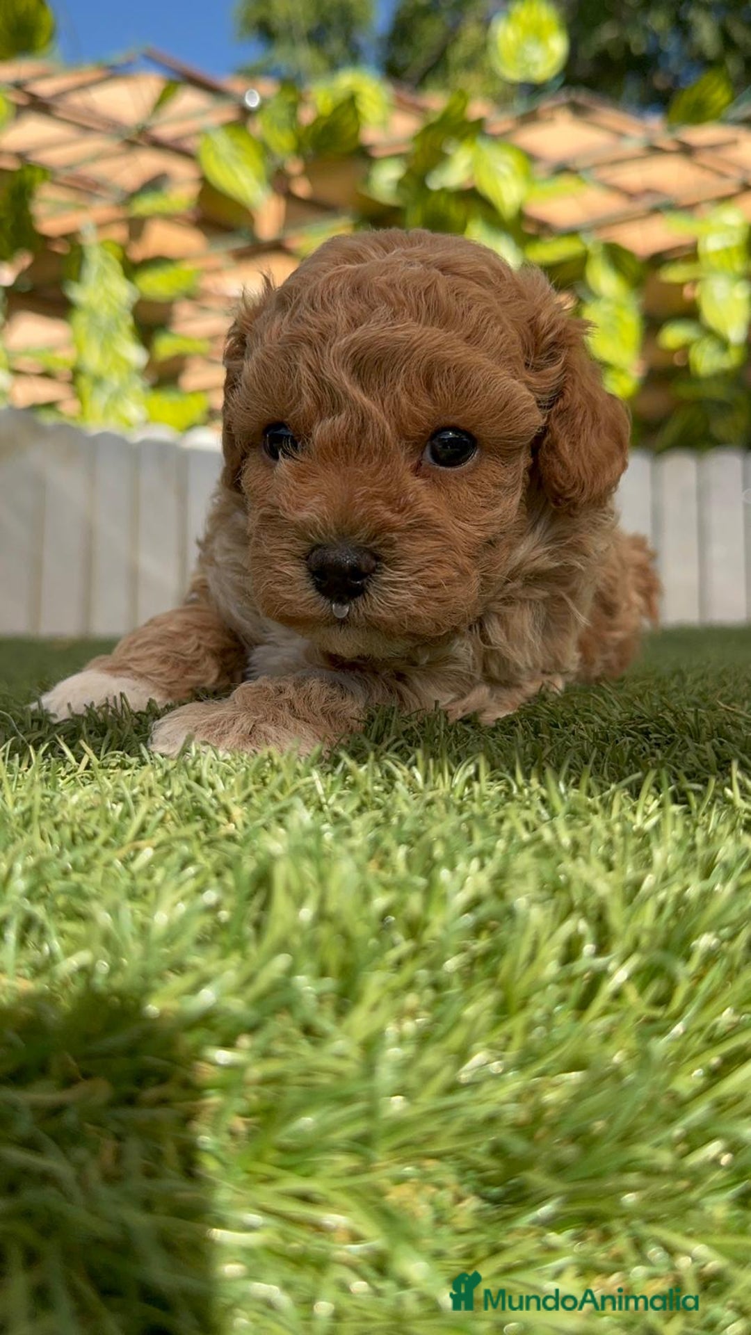 Caniche Toy perros en venta: CANICHE TOY MACHO - Imagen 17