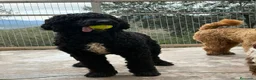 Labradoodle perros en venta: Preciosos cachorros labradoodle - Anuncio 1