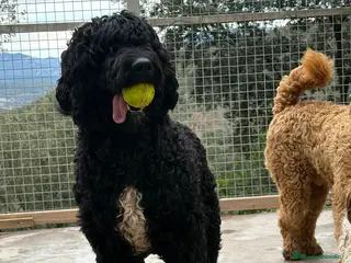 Labradoodle perros Preciosos cachorros labradoodle - Anuncio 1
