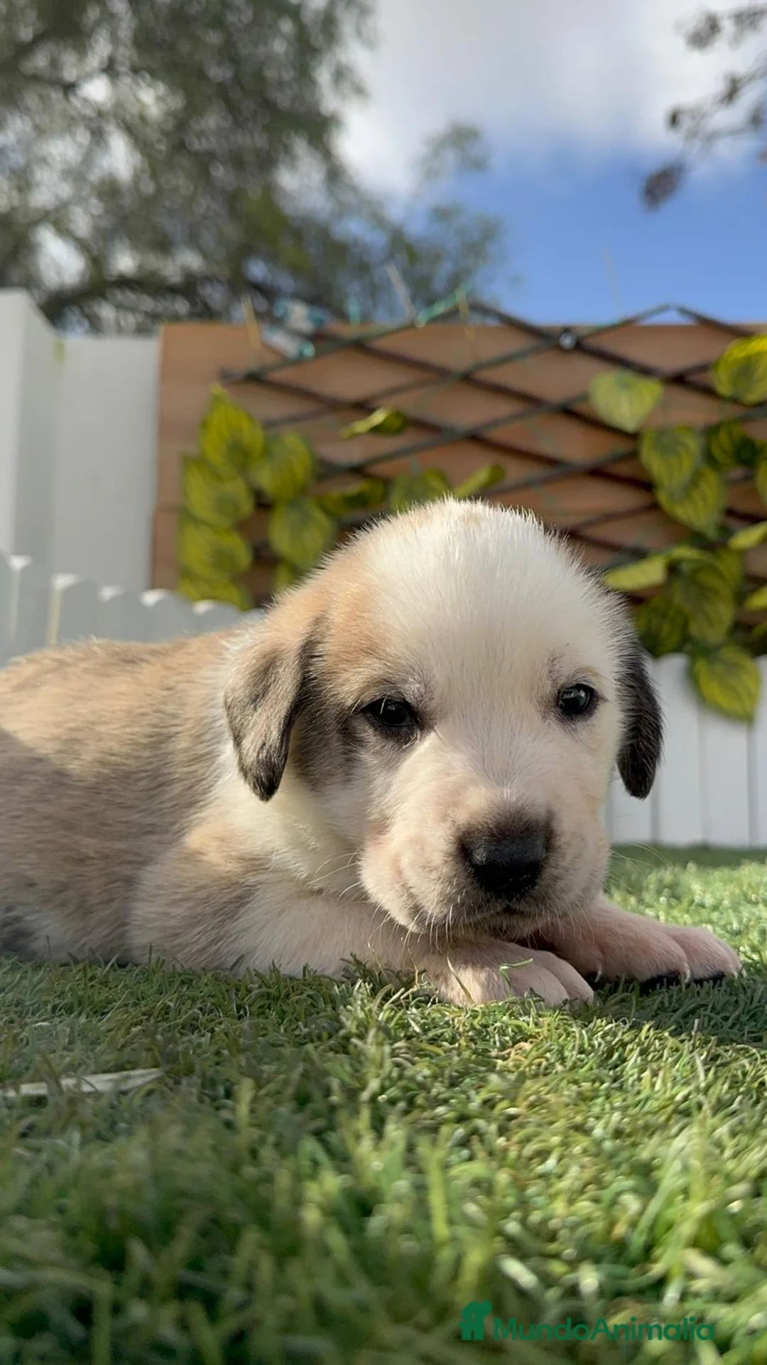 Mastín Español perros en venta: MASTIN ESPAÑOL - Anuncio 1