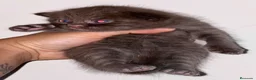 Británico de Pelo Corto gatos en venta: MACHITO CHOCOLATE BRITISH SHORTHAIR  - Anuncio 2
