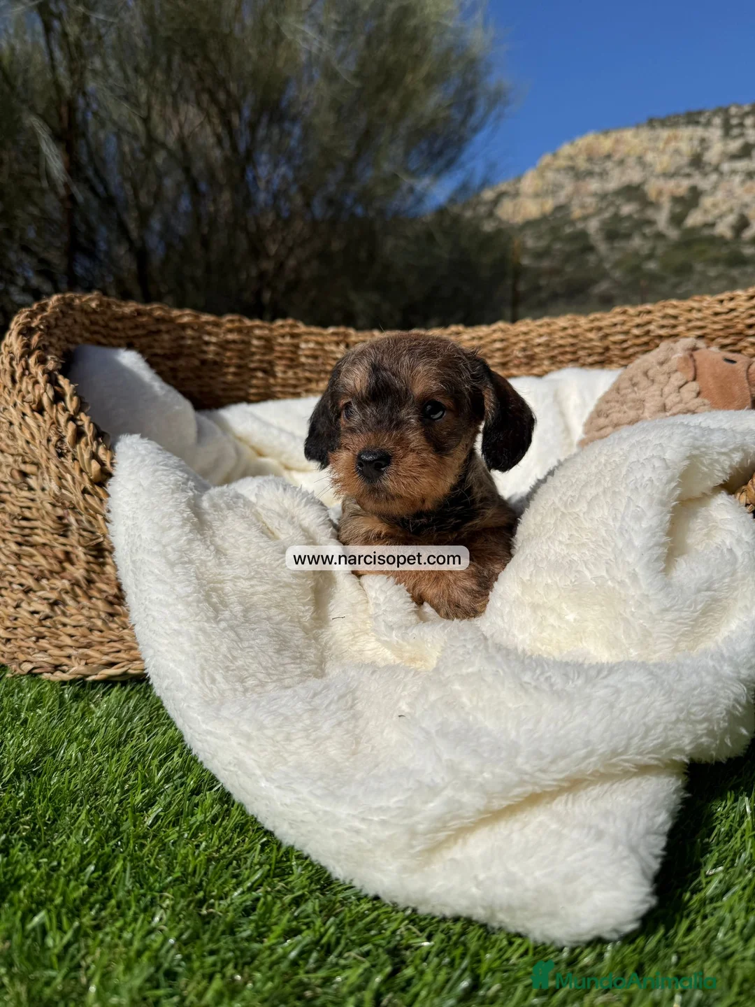 Teckel Miniatura perros en venta: TECKEL PELO DURO - Anuncio 2