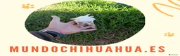 Chihuahua perros en venta: PRECIOSOS CHIHUAHUA RUSO Y ASIÁTICO  - Anuncio 16