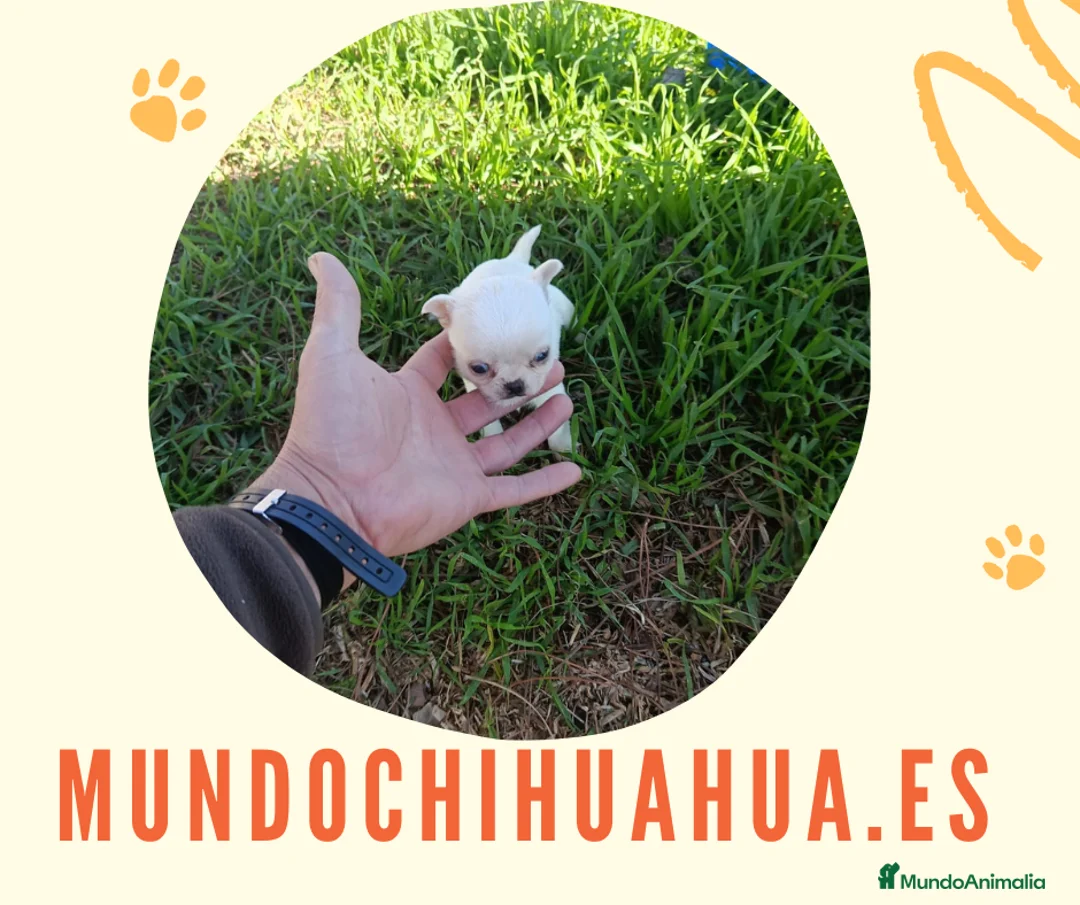 Chihuahua perros en venta: PRECIOSOS CHIHUAHUA RUSO Y ASIÁTICO  - Anuncio 16