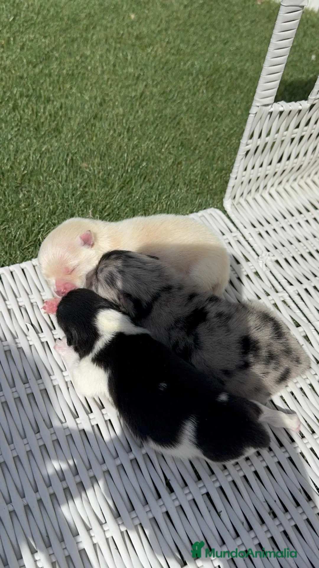 Pomerania perros en venta: POMERANIA - Anuncio 25