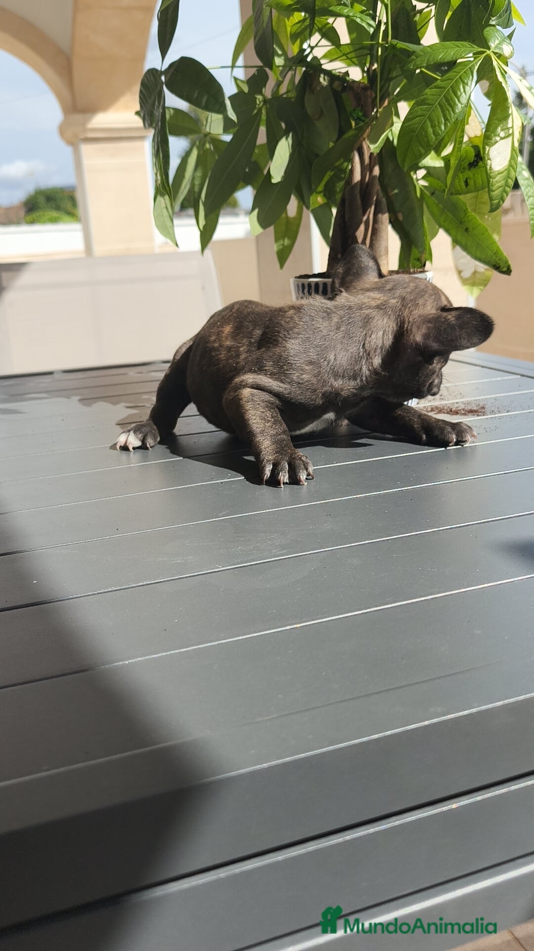 Bulldog Francés perros en venta: Bulldog Francés macho y hembra  - Imagen 8
