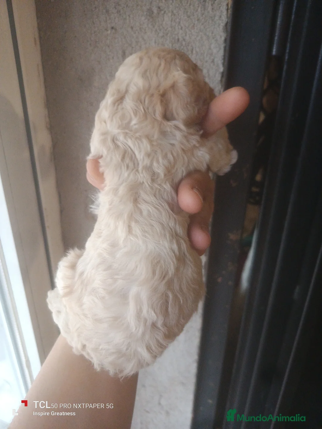 Caniche Mediano perros en venta: Caniches medianos tirando a enano - Anuncio 3