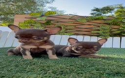 Chihuahua perros en venta: CHIHUAHUA CHOCOLATE & TAN - Imagen 23