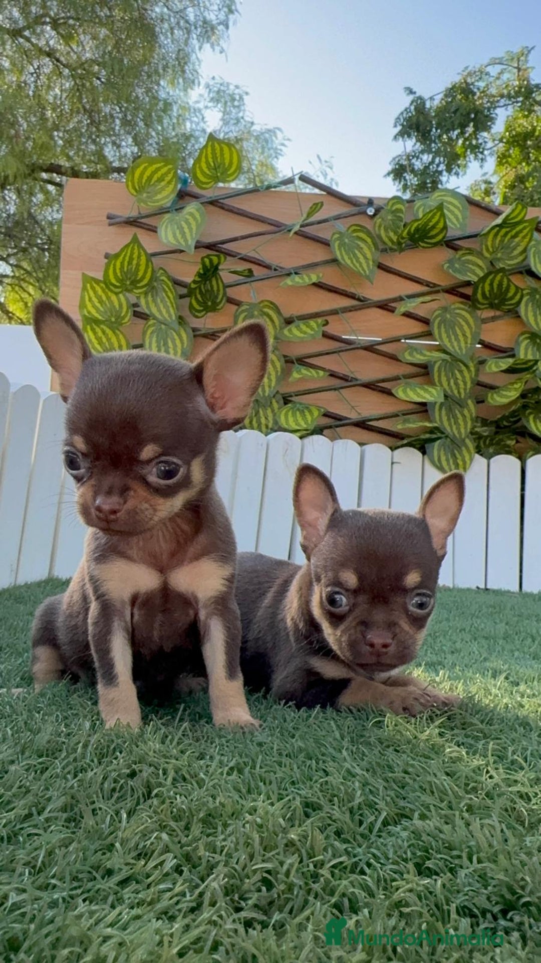 Chihuahua perros en venta: CHIHUAHUA CHOCOLATE & TAN - Imagen 23