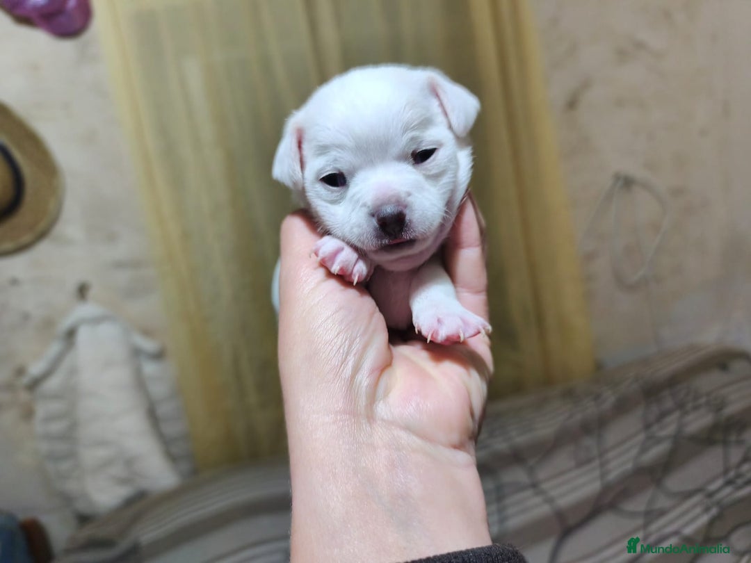 Chihuahua perros en venta: Chihuahua  - Anuncio 2
