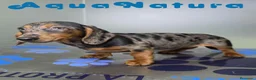 Teckel perros en venta: Teckel Macho de Kily y Luisiño 8171 - Anuncio 2