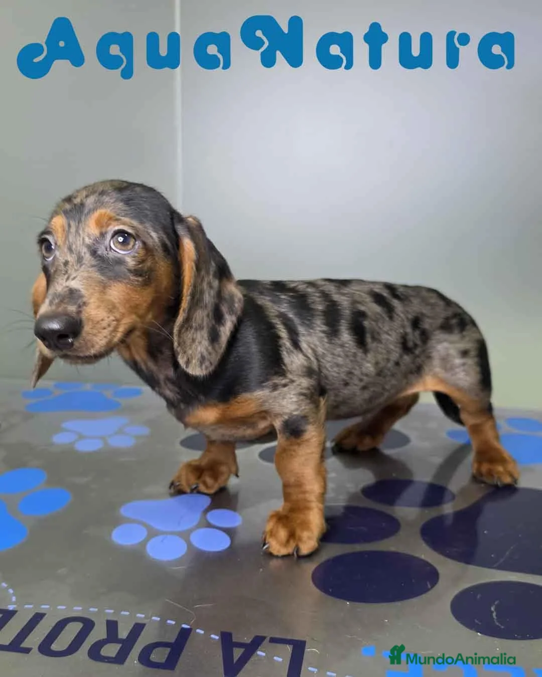 Teckel perros en venta: Teckel Macho de Kily y Luisiño 8171 - Anuncio 2