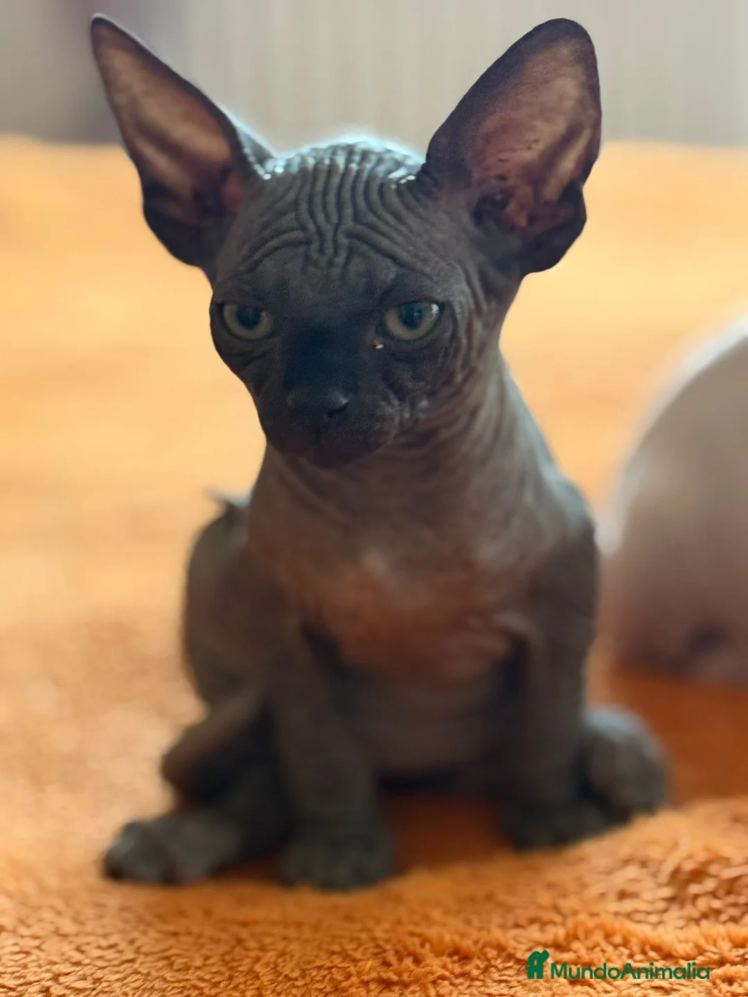 Sphynx gatos en venta: Gatita sphynx color negro! - Anuncio 7