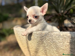 Chihuahua perros Chihuahua pelo corto !!!! - Anuncio 1