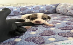 Raza Mixta perros en venta: CHIWHIP - Imagen 6