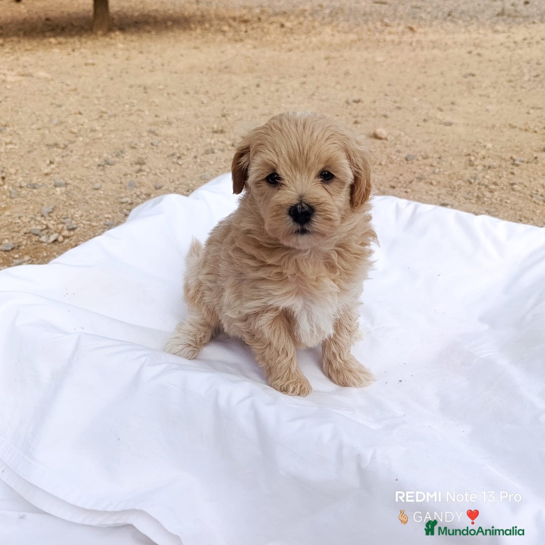 Maltipoo perros en venta: LINDAS HEMBRITAS DE MALTIPOOS - Anuncio 4