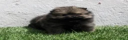 Pomerania perros en venta: Pomerania  - Anuncio 15