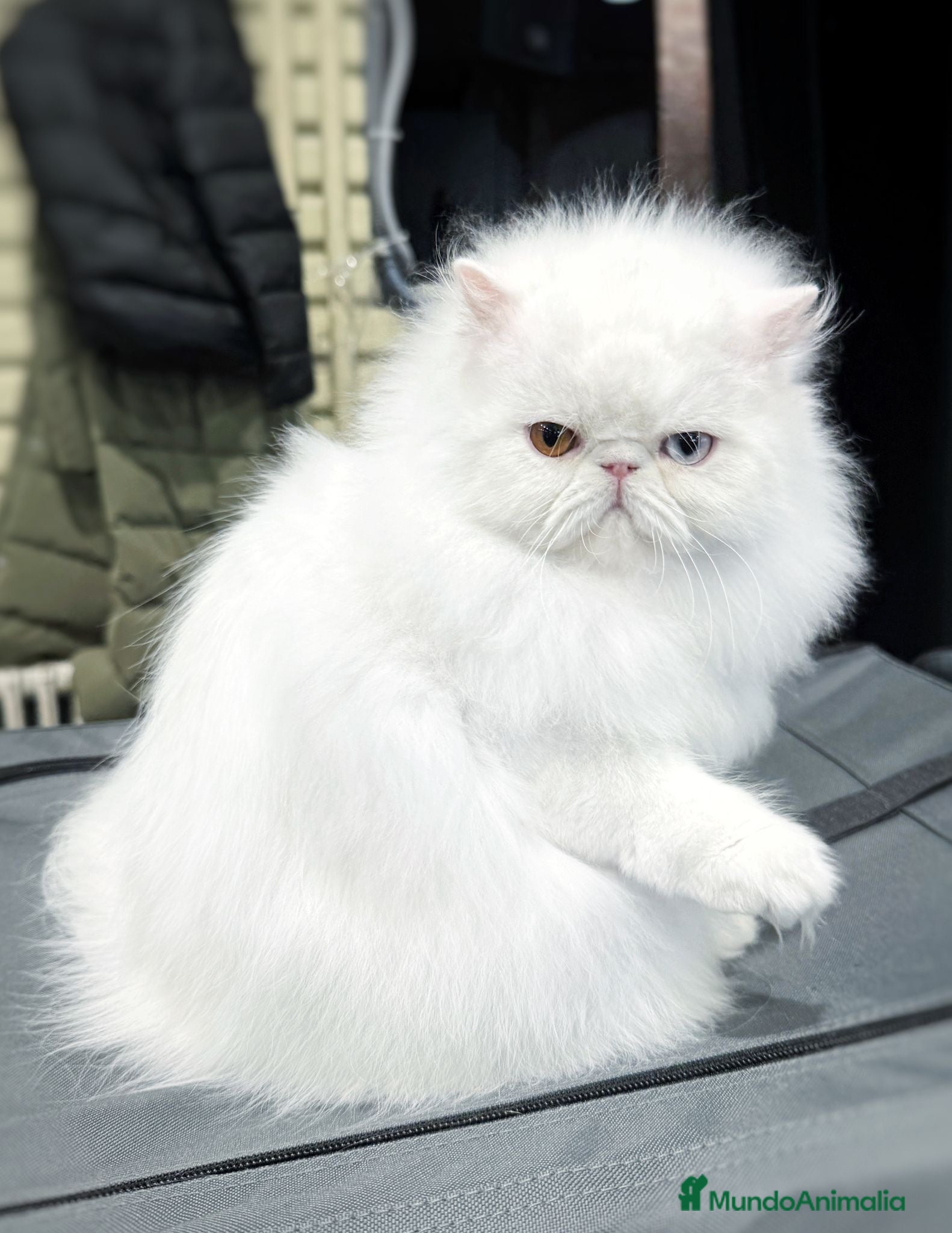 Persa gatos Persa hembra blanca  - Anuncio 15