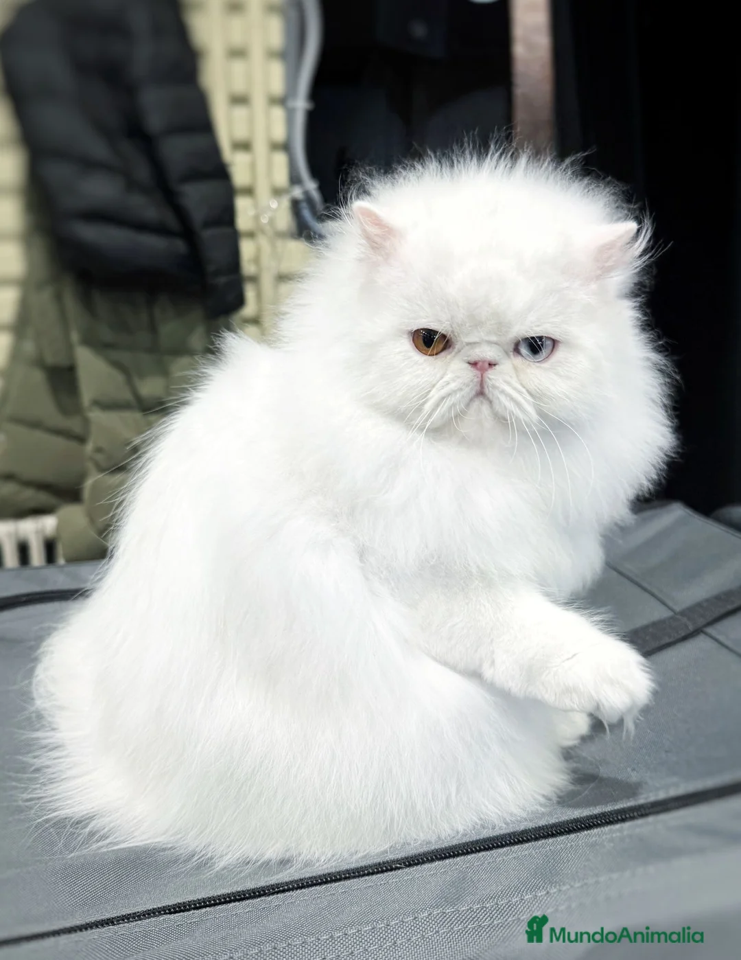 Persa gatos en venta: Persa hembra blanca  - Anuncio 1