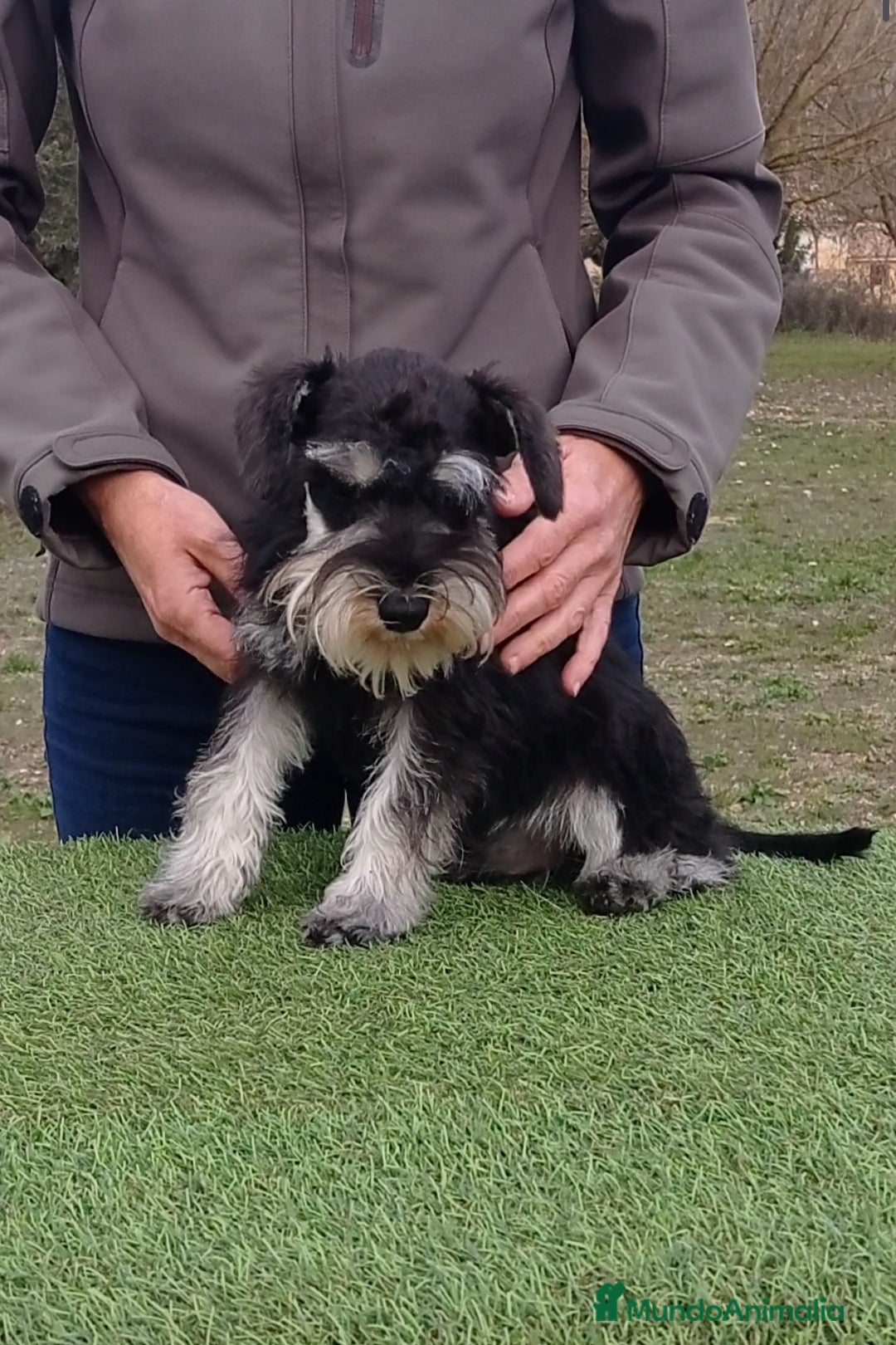 Schnauzer Miniatura perros en venta: Espectacular schnauzer miniatura negro plata  - Anuncio 3