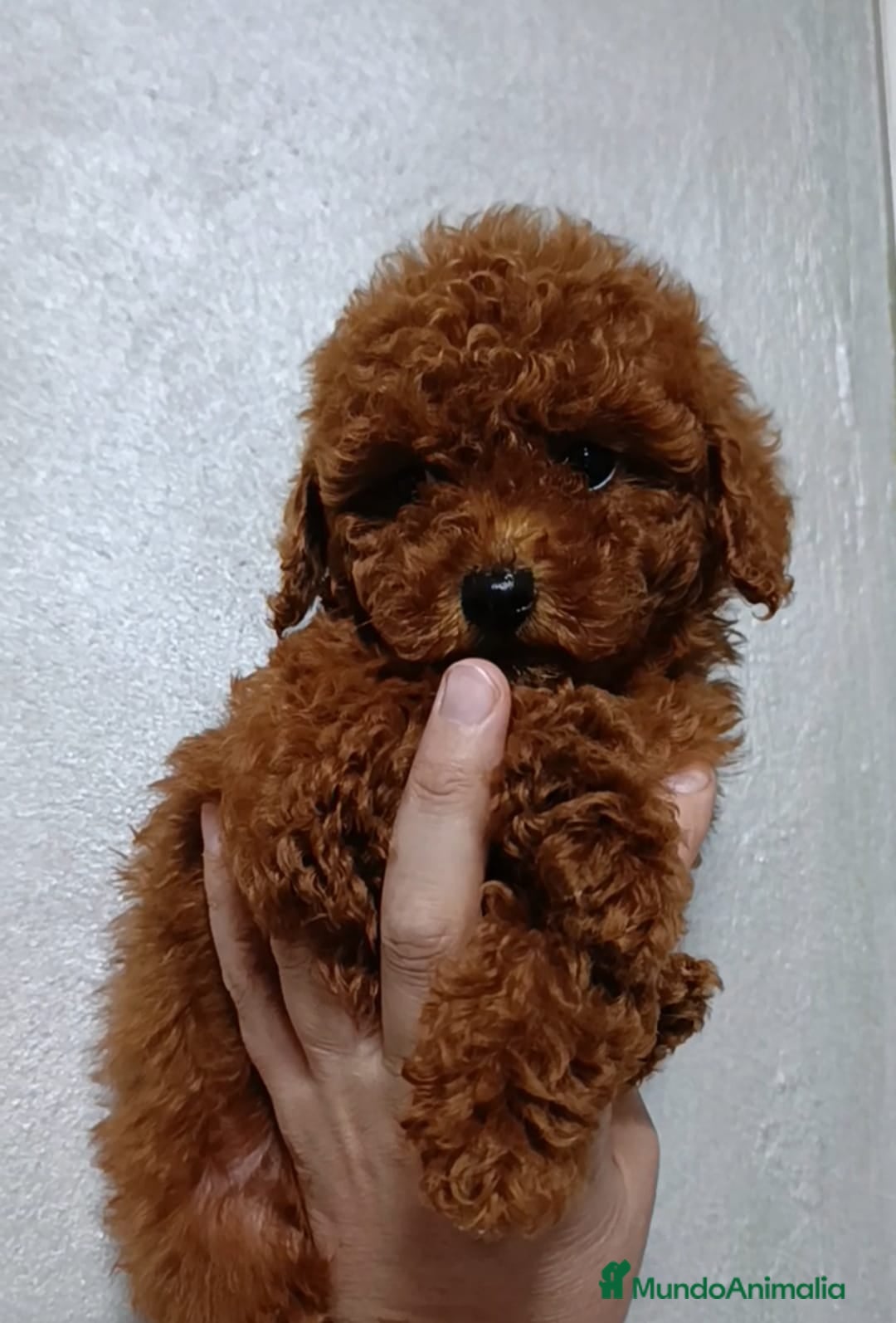Caniche Toy perros Caniche toy Rojos!! - Anuncio 5