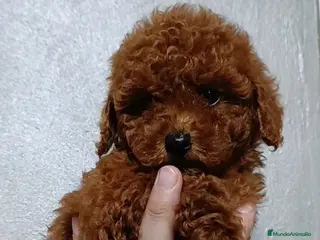 Caniche Toy perros Caniche toy Rojos!! - Anuncio 5