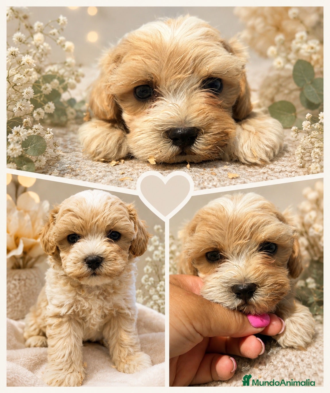 Maltipoo perros Maltipoo machos  - Anuncio 23