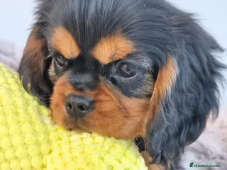 Cavalier King Charles Spaniel perros Cachorros Cavalier negro fuego y ruby - Anuncio 1