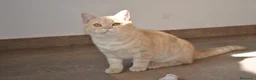 Scottish Straight gatos en venta: Gatos Scottish Straight-Fold  - Anuncio 3