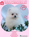 Pomerania Cachorro 4