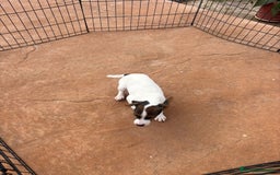 Jack Russell Terrier perros en venta: Jack Russell última hembra  - Anuncio 5