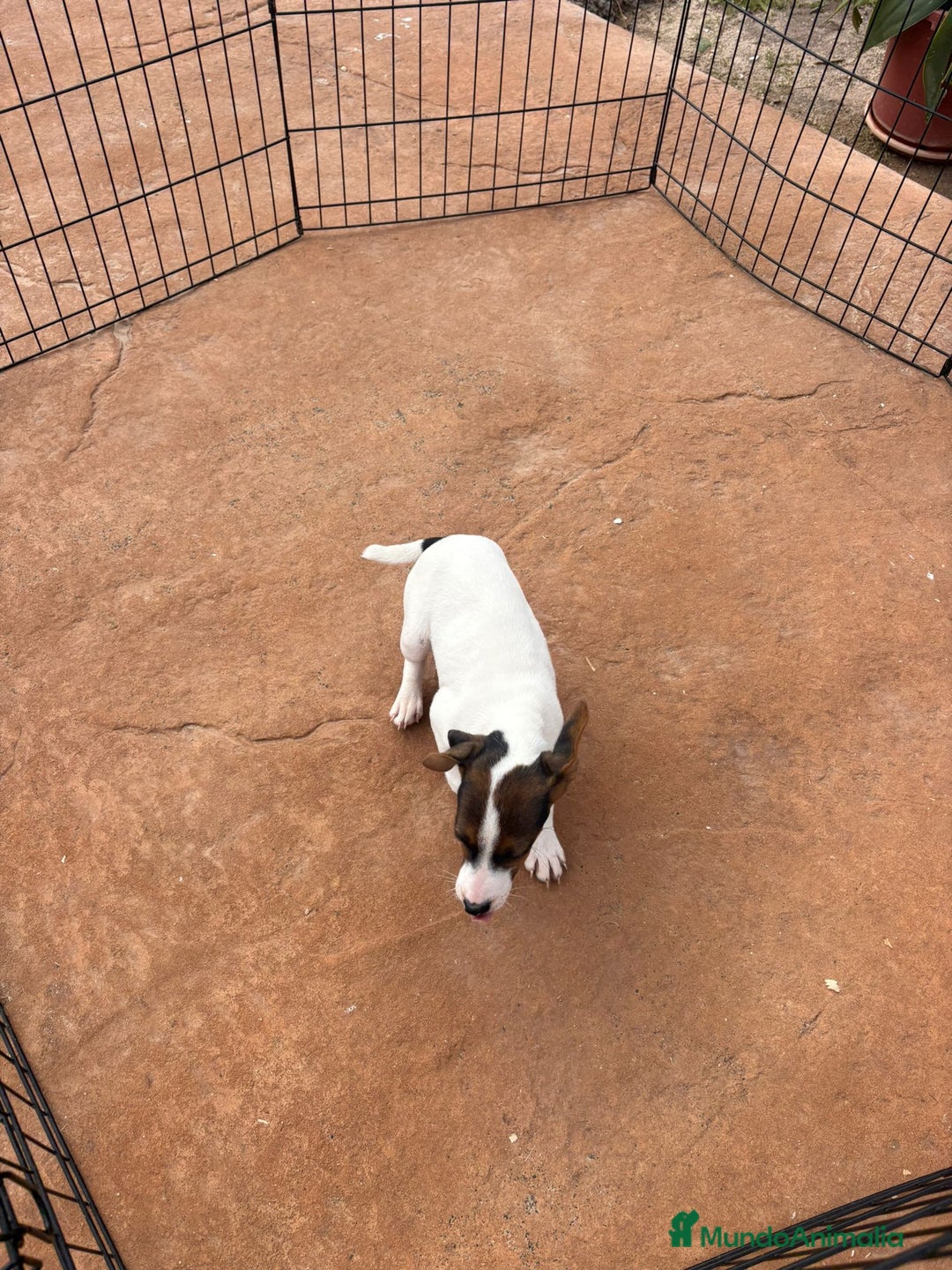 Jack Russell Terrier perros en venta: Jack Russell última hembra  - Anuncio 5