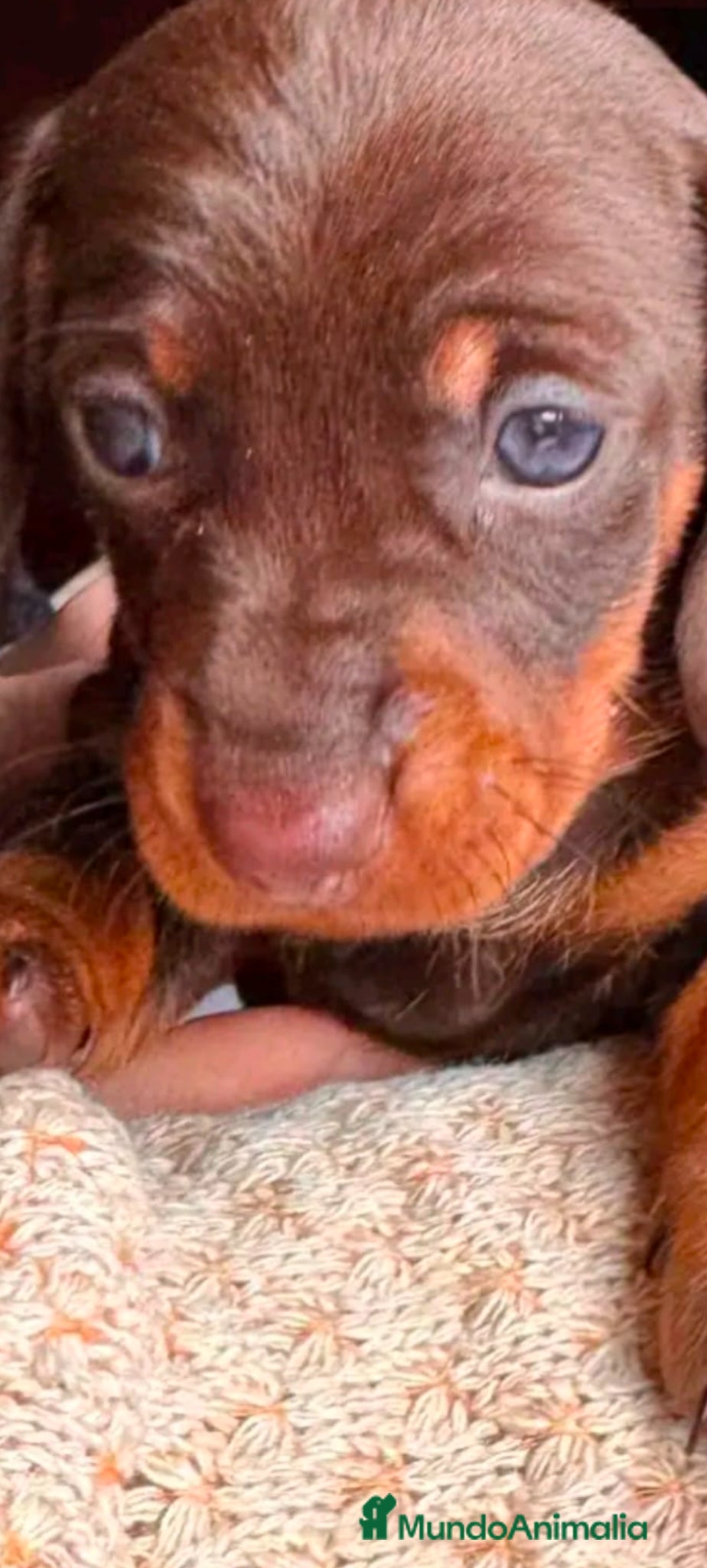 Teckel Miniatura perros Hembra de teckel  - Anuncio 1