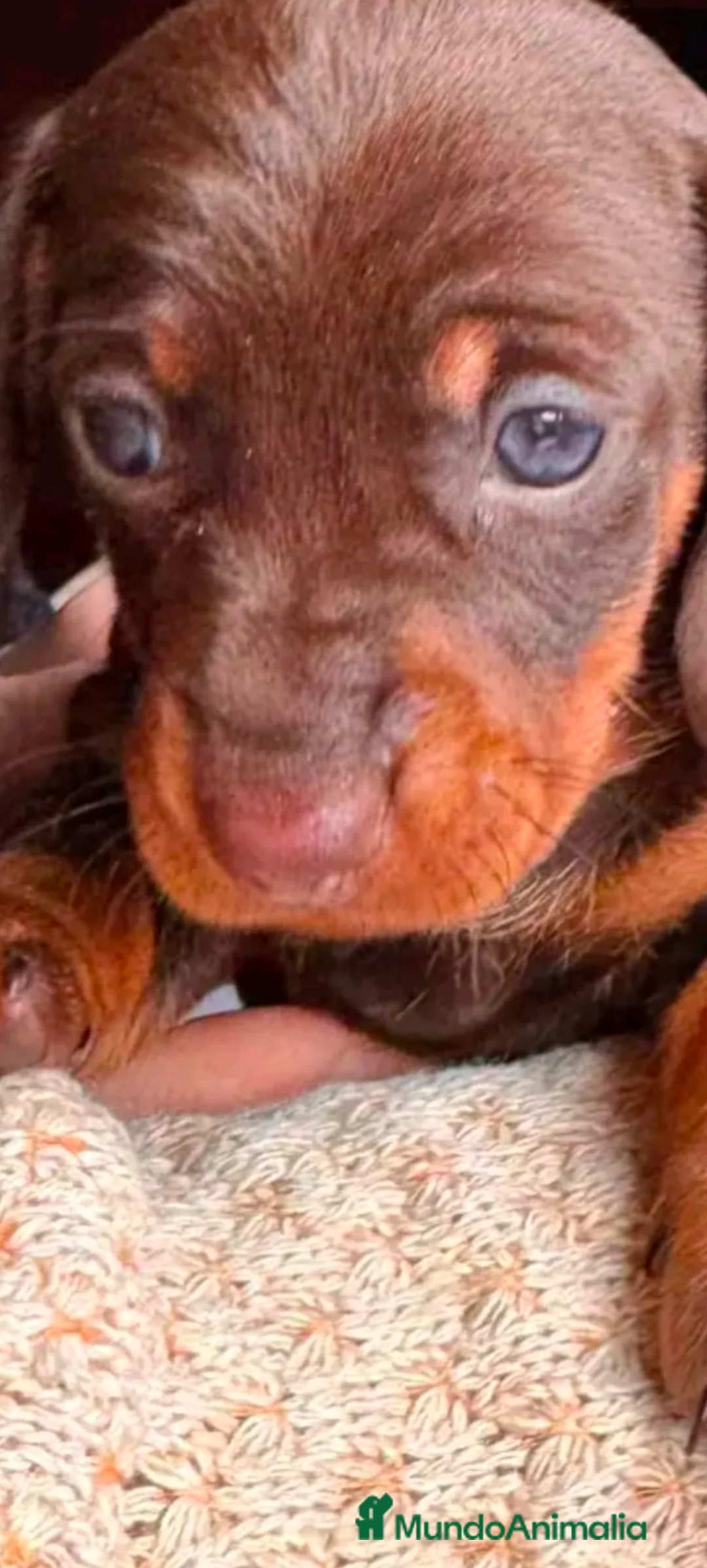 Teckel Miniatura perros en venta: Hembra de teckel  - Anuncio 1