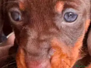 Teckel Miniatura perros Hembra de teckel - Anuncio 1