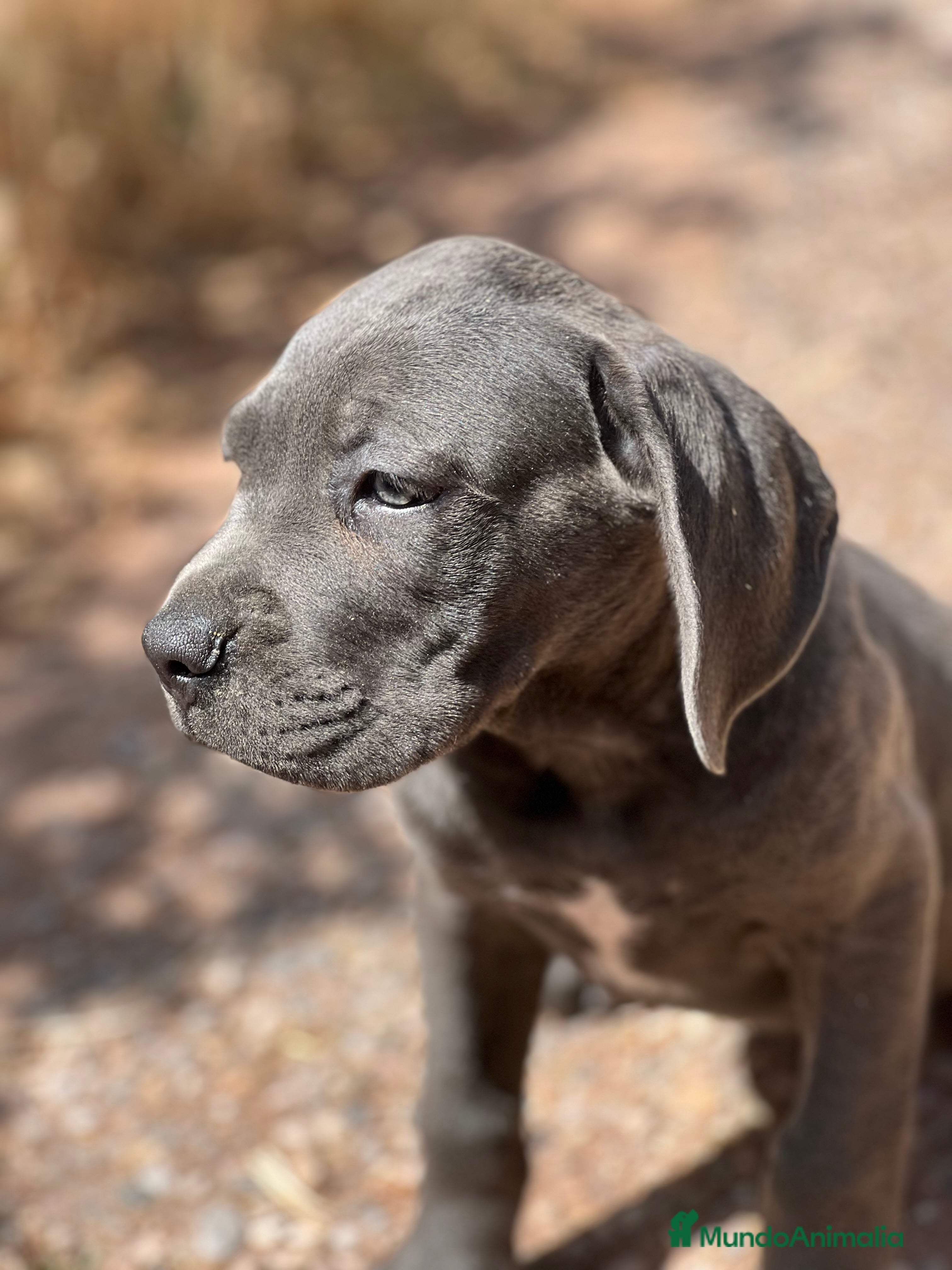 Cane Corso perros Cane corso  - Anuncio 17
