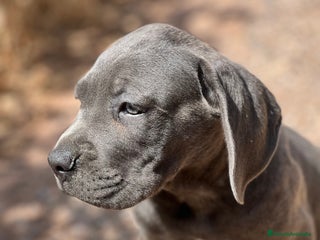 Cane Corso perros - Anuncio 13