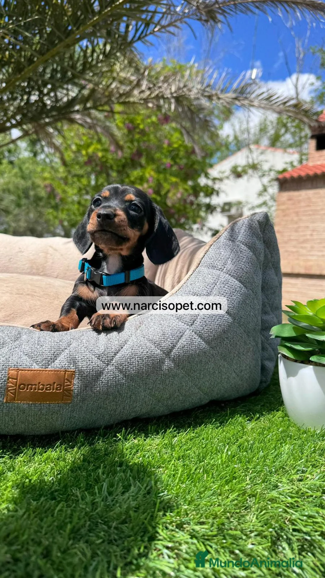 Teckel Miniatura perros en venta: TECKEL DISPONIBLES - Anuncio 2