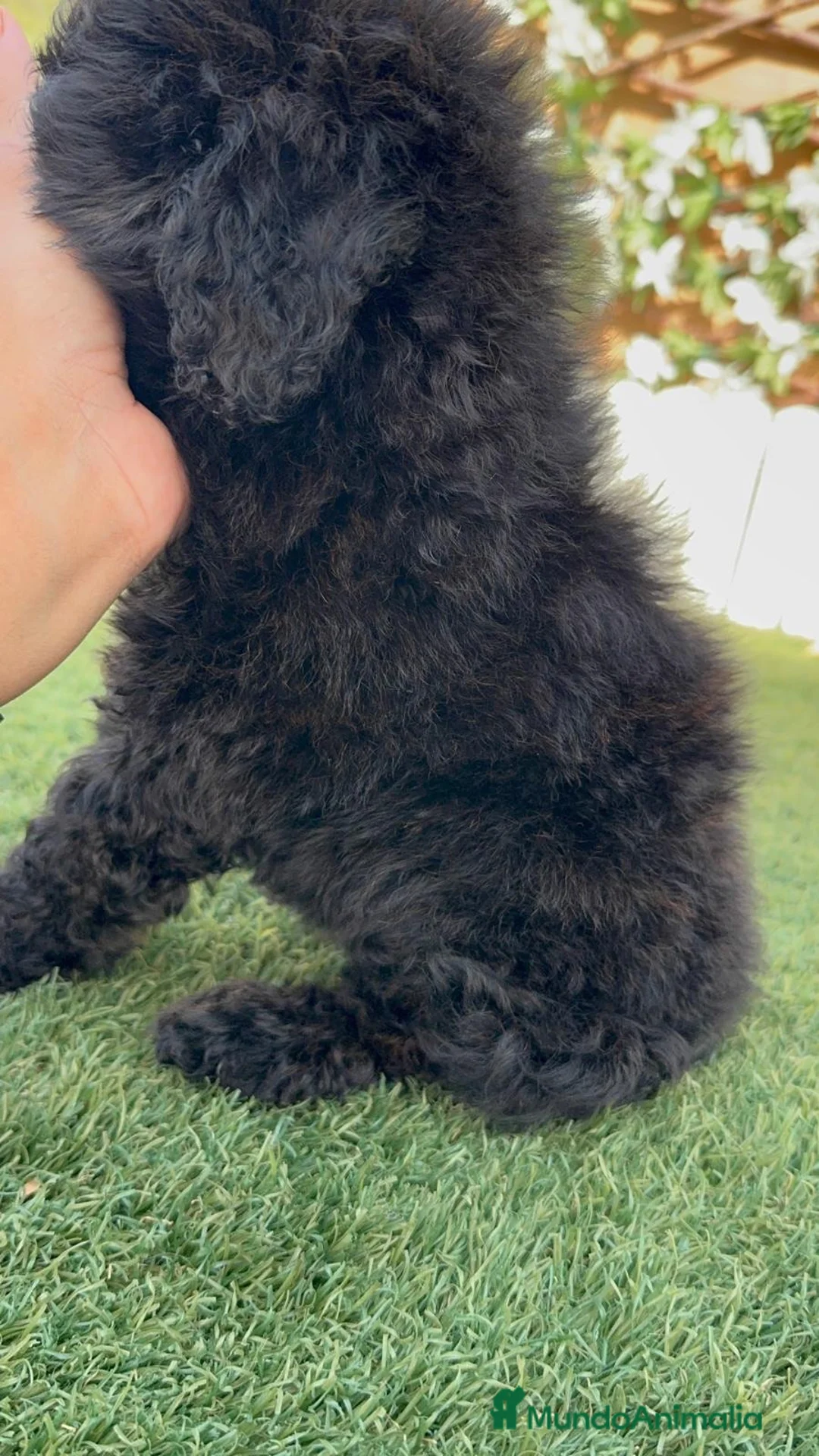 Caniche Enano perros en venta: CANICHE ENANO - Anuncio 2