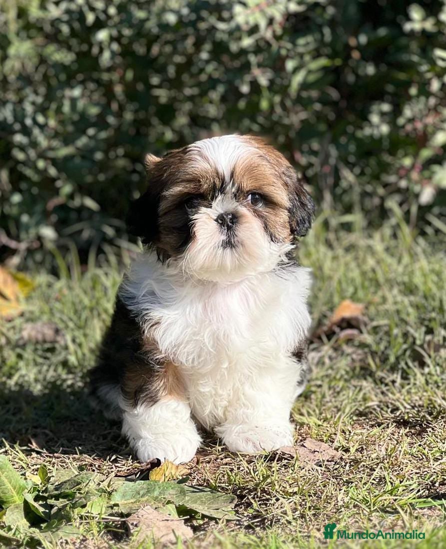 Shih Tzu perros SHIH TZU BLANCO Y CARAMELO en Barcelona - Anuncio 2