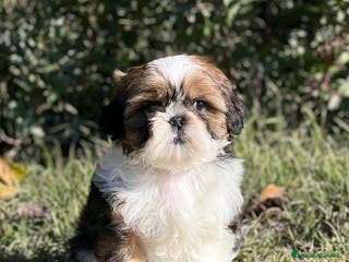 Shih Tzu perros SHIH TZU BLANCO Y CARAMELO en Barcelona - Anuncio 8