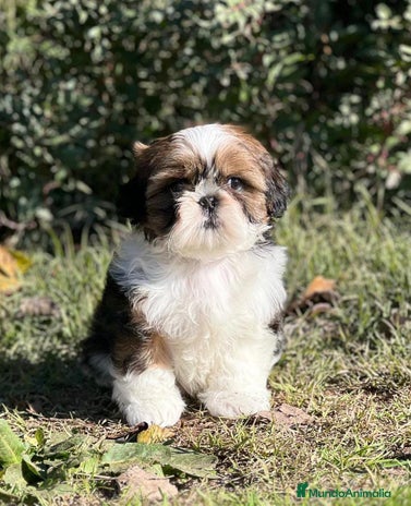 Shih Tzu perros en Barcelona - Anuncio 14