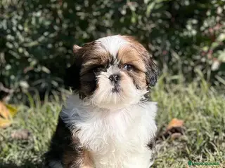 Shih Tzu perros SHIH TZU BLANCO Y CARAMELO en Barcelona - Anuncio 2